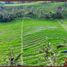  Terrain for sale in Belimbing Rice Terraces, Pupuan, Pupuan