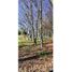 Studio House for sale in Cautin, Araucania, Pitrufquen, Cautin