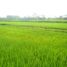  Terrain for sale in Tegallalang, Gianyar, Tegallalang