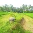  Terrain for sale in Tegallalang, Gianyar, Tegallalang