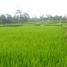  Terrain for sale in Tegallalang, Gianyar, Tegallalang