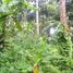  Terrain for sale in Tegallalang, Gianyar, Tegallalang