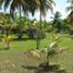  Grundstück zu verkaufen in Othon P Blanco, Quintana Roo, Othon P Blanco