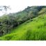  Land for sale in Fredonia, Antioquia, Fredonia