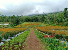  Tanah for sale in Baturiti, Tabanan, Baturiti