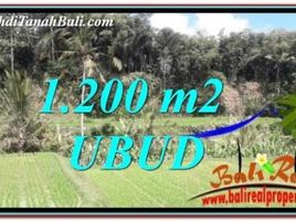  Terrain for sale in Tegallalang, Gianyar, Tegallalang