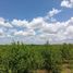  Land for sale in Oxkutzcab, Yucatan, Oxkutzcab
