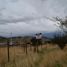  Land for rent in Chile, Santiago, Santiago, Santiago, Chile