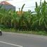  Terreno (Parcela) en venta en Canggu, Bali, Canggu, Badung, Bali, Indonesia