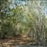  Land for sale in Tzucacab, Yucatan, Tzucacab