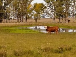  Land for sale in Quarai, Rio Grande do Sul, Quarai, Quarai