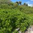  Land for sale in Othon P Blanco, Quintana Roo, Othon P Blanco, Quintana Roo