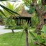 4 Bedroom Villa for sale in Seyegan, Sleman, Seyegan