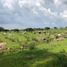  Land for sale in Zapotlanejo, Jalisco, Zapotlanejo