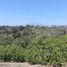  Land for sale in Coatepec, Veracruz, Coatepec