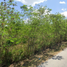  Land for rent in Merida, Yucatan, Merida