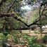  Grundstück zu verkaufen in Tepoztlan, Morelos, Tepoztlan, Morelos