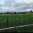  Terreno (Parcela) en venta en Kebonarum, Jawa Tengah, Kebonarum, Klaten, Jawa Tengah