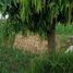  Terreno (Parcela) en venta en Kebonarum, Jawa Tengah, Kebonarum, Klaten, Jawa Tengah