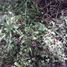  Land for sale in Coronel Pringles, San Luis, Coronel Pringles