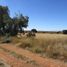  Land for sale in Panuco, Zacatecas, Panuco, Zacatecas