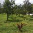  Land for sale in Malang Regency, East Jawa, Karangploso, Malang Regency