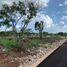  Terreno (Parcela) en venta en Yaxkukul, Yucatán, Yaxkukul