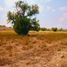  Terreno (Parcela) en venta en San Agustin Tlaxiaca, Hidalgo, San Agustin Tlaxiaca