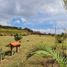  Grundstück zu verkaufen in El Carmen De Viboral, Antioquia, El Carmen De Viboral