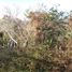  Terreno (Parcela) en venta en Dist Pochutla, Oaxaca, Dist Pochutla