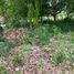  Land for sale in Centro, Tabasco, Centro, Tabasco
