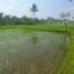  Land for sale in Ubud, Gianyar, Ubud