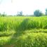  Terrain for sale in Tegallalang, Gianyar, Tegallalang