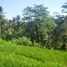  Terrain for sale in Tegallalang, Gianyar, Tegallalang