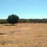  Land for sale in Tomas De Berlanga Santo Tomas, Galapagos, Tomas De Berlanga Santo Tomas, Isabela