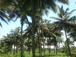  Land for sale in Muisne, Esmeraldas, Muisne, Muisne