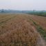  Land for sale in Wringin Anom, East Jawa, Wringin Anom