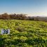  Land for sale in Chile, Pelarco, Talca, Maule, Chile