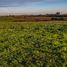  Land for sale in Chile, Pelarco, Talca, Maule, Chile