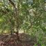  Land for sale in Valladolid, Yucatan, Valladolid