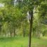  Terreno (Parcela) en venta en Lembang, West Jawa, Lembang, Bandung