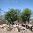  Land for sale in Tequisquiapan, Queretaro, Tequisquiapan, Queretaro