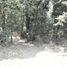  Land for sale in Tamuin, San Luis Potosi, Tamuin