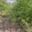  Terreno (Parcela) en venta en Allende, Nuevo León, Allende