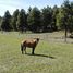  Terreno (Parcela) en venta en Chile, Coihaique, Coihaique, Aisén del General Carlos Ibáñez del Campo, Chile