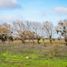  Land for sale in Chile, Pelarco, Talca, Maule, Chile