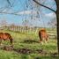  Land for sale in Chile, Pelarco, Talca, Maule, Chile