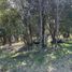  Terreno (Parcela) en alquiler en Chile, Pucón, Cautín, Araucanía, Chile