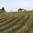  Land for sale in Tutur, East Jawa, Tutur, Pasuruan