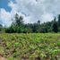  Land for sale in Ahuazotepec, Puebla, Ahuazotepec